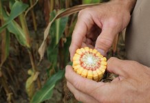 Cutting inputs can cost profits more than you think corn cob