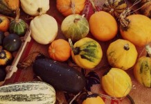 How to pick the perfect pumpkin, gourd or squash Gourds