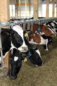 Cows at Meadowgrove farm