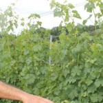 Grape crop may be a loss in 2015, but viticulturists hopeful for 2016 Grape field day