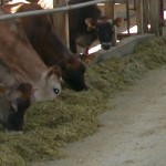 It’s time for dairymen to get serious about tracking dollars Jersey dairy freestall barn