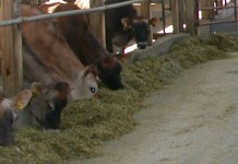 Winter is the time to look for potential on your dairy farm Jersey dairy freestall barn