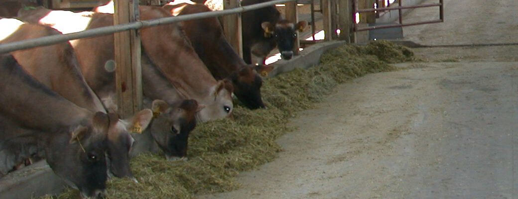 It’s time for dairymen to get serious about tracking dollars Jersey dairy freestall barn