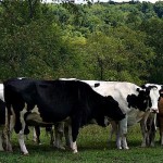 O Be Joyful Farm: Key to longevity is keeping it simple O Be Joyful