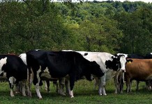 O Be Joyful Farm: Key to longevity is keeping it simple O Be Joyful