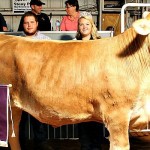 Tusc. Co. Gr. Dairy steer1