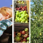 Homegrown apples: How to plant apple trees this fall apple collage