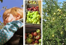 Homegrown apples: How to plant apple trees this fall apple collage