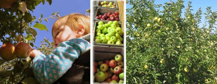 apple collage apple collage