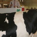 John W. Peck bid $4 a pound for Summer Mills’ 1,525-pound champion dairy steer.