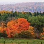 Interactive map shows when leaves are expected to change color autumn scene