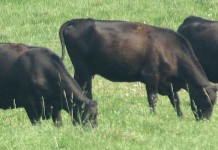 Resolutions for better grazing grazing