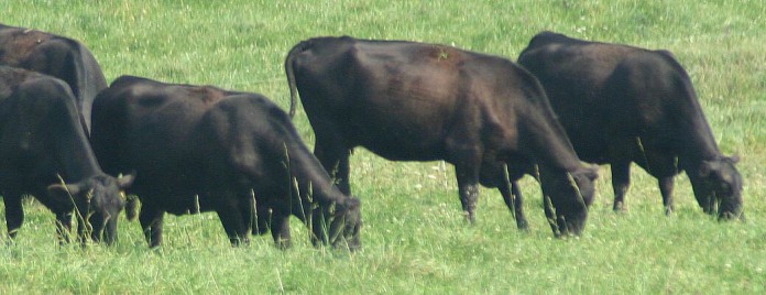 beef herd grazing grazing