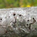 Thousand Cankers disease major threat to black walnut trees