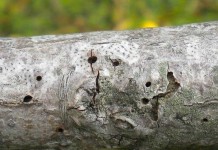 Thousand Cankers disease major threat to black walnut trees