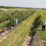 Blackberry research could help producers