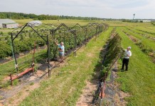 Blackberry research could help producers