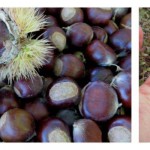Return of an American favorite: How to grow and enjoy chestnuts at home chestnut collage
