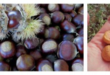 Return of an American favorite: How to grow and enjoy chestnuts at home chestnut collage