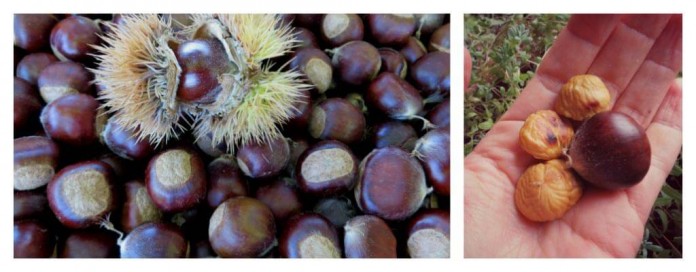 chestnut collage