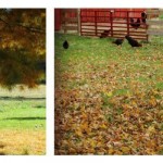 How to prep your coop for cool weather chickens in fall