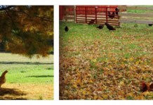 How to prep your coop for cool weather chickens in fall