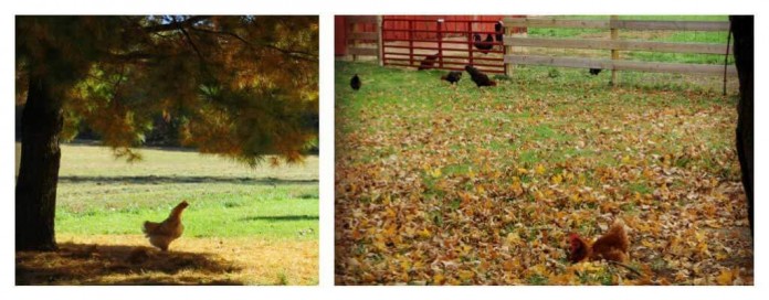 chickens in fall chickens in fall