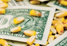 corn kernels and dollar bills