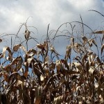 Grain prices: Looking for Mr. Goodmarket
