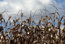 Grain prices: Looking for Mr. Goodmarket