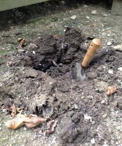 hole dug for peony
