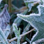 How to prepare your garden for fall frost and freeze frost on leaves