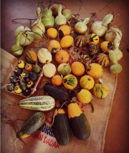 variety of gourds