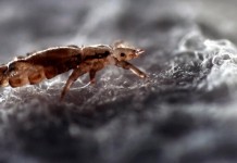 ‘Super’ lice teach a valuable lesson head lice