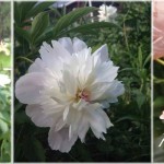 How to divide peonies dark pink, white and light pink peonies