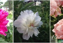 How to divide peonies dark pink, white and light pink peonies