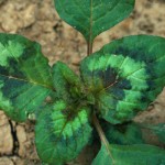 Ohio State offering free weed herbicide resistance screening