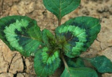 Ohio State offering free weed herbicide resistance screening