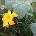 powdery mildew on pumpkin leaves