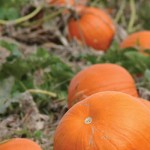 How to grow pumpkins: 7 tips pumpkin patch