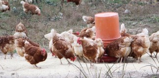 Preserving the birds of the past: Poultry conference promotes heritage poultry breeds