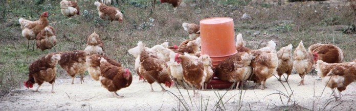 10.15 poultry conference.wholesome valley