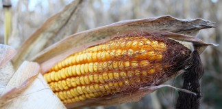 Bean cutworm could put some corn at risk Ear of corn