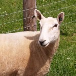 Adventures of Doris the Dorset Dorset sheep