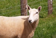 New life in our barn for Christmas Dorset sheep