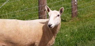 New life in our barn for Christmas Dorset sheep