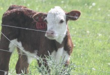 Hereford sale grosses $548,750 Hereford calf