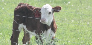 Certified Hereford Beef brand continues to grow Hereford calf