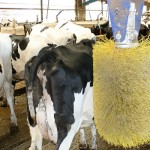 NMPF: Phase out dairy cattle tail docking by January 2017 Holstein dairy cattle in barn
