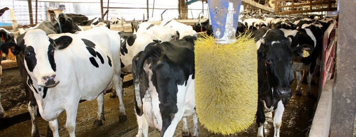 Holstein dairy cattle in barn